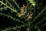 Ozothamnus leptophylla RCP09-07 086.jpg